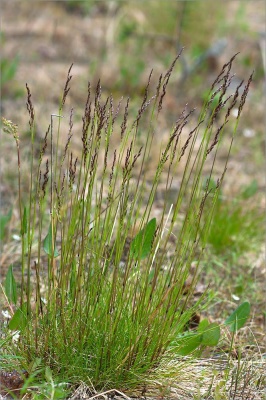 щучка дернистая / deschampsia cespitosa