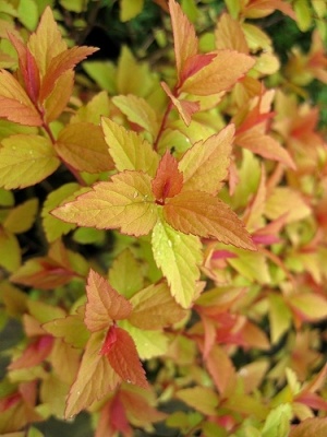 спирея японская firelight / spiraea japonica firelight